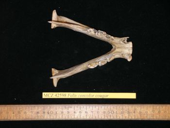 Media type: image;   Mammalogy 42598
